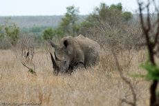 Breitmaulnashorn (5 von 28).jpg